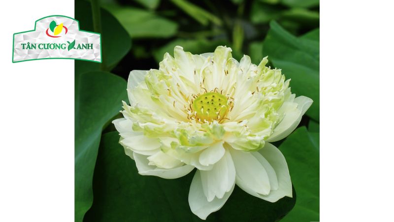 Giống sen Bách Diệp